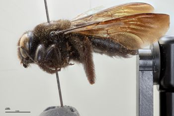 Media type: image;   Entomology 810623 Aspect: habitus lateral view